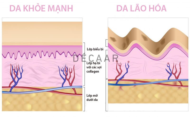 Phục Hồi Làn Da Lão Hóa